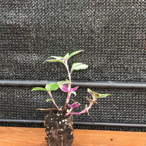 Wandering Jew – Variegated – (Tradescantia Zebrina
